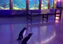 Un acquario a Chicago ha chiuso al pubblico e ha aperto ai pinguini