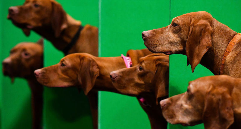 Bracchi ungheresi al secondo giorno della mostra canina "Cruft's Dog Show" a Birmingham, Inghilterra
(Jeff J Mitchell/Getty Images)
