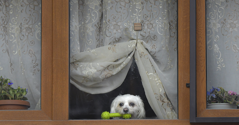 Un cane a una finestra a Bucarest, Romania
(AP Photo/Andreea Alexandru/LaPresse)