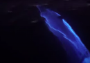 Il video di un gruppo di delfini che nuota in acque bioluminescenti