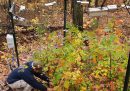 In Minnesota si aiutano gli alberi a migrare