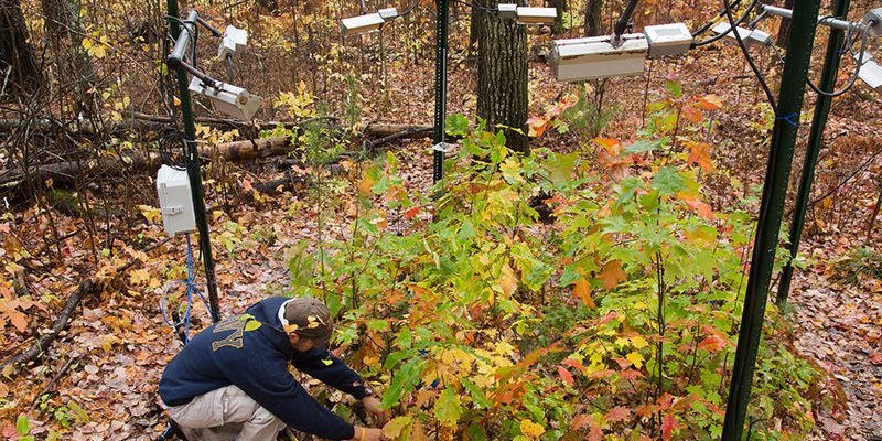 Un ricercatore dell'University of Minnesota durante la manutenzione di un esperimento per capire gli effetti del cambiamento climatico sulle foreste dello stato americano (University of Minnesota)