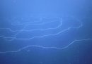 Negli oceani ci sono anche colonie di "meduse" lunghe 47 metri