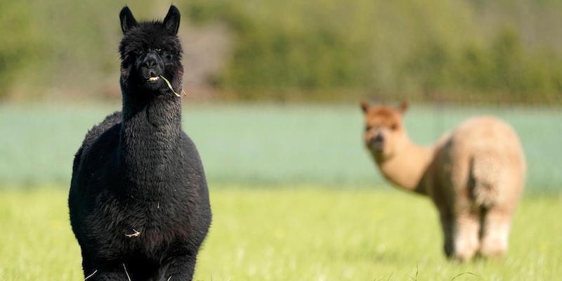 Alpaca a Altlussheim, Germania
(EPA/RONALD WITTEK/ansa)