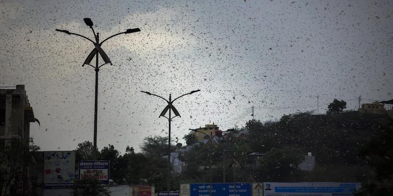 Locuste sopra la città di Ajmer, in Rajasthan (AP Photo/Deepak Sharma via LaPresse)