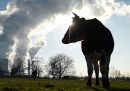 Forse abbiamo capito come ridurre le emissioni inquinanti dei bovini