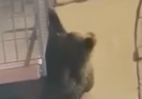 Un orso si è arrampicato su una casa nei pressi di Rovereto