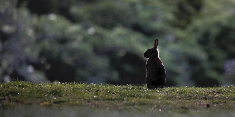 (EPA/OMER MESSINGER/ansa)