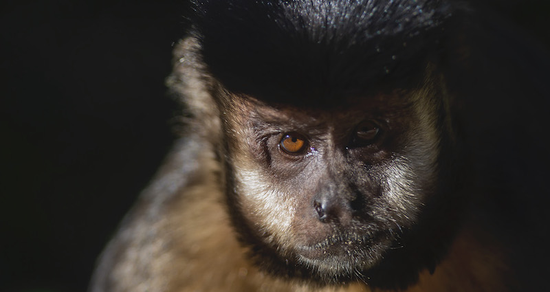 Una scimmia nel quartiere di Rio de Janeiro Alto da Boa Vista, Brasile
(Bruna Prado/Getty Images)