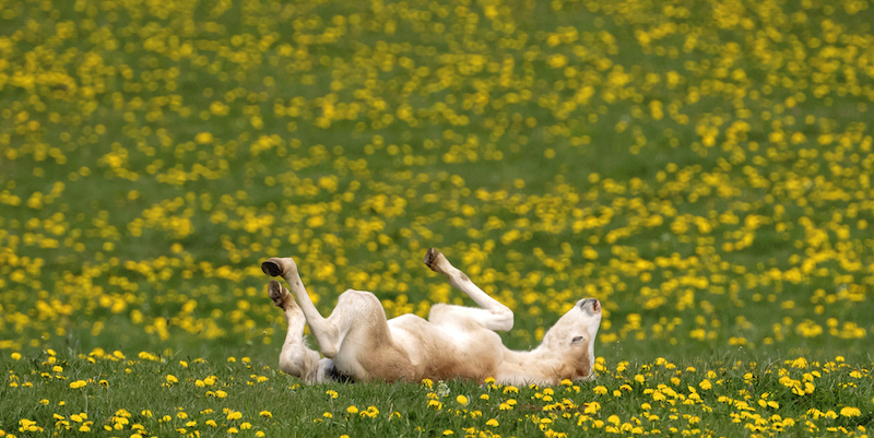 Un cavallo avelignese a Meura, Germania
(AP Photo/Jens Meyer/LaPresse)