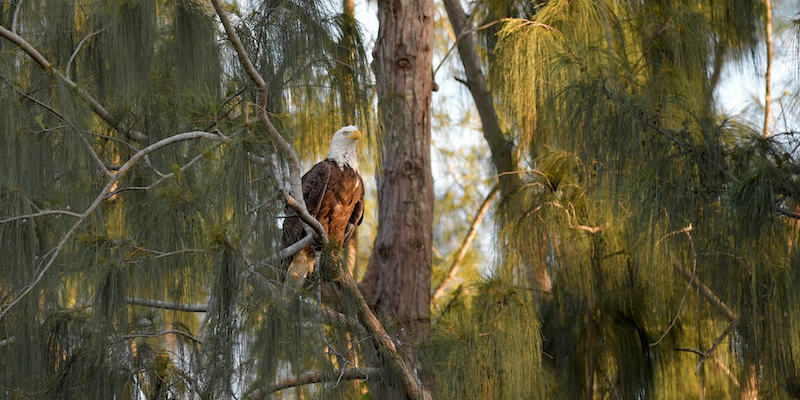 Un'aquila calva vicino al suo nido nel parco nazionale delle Everglades, Florida
(ZUMA Wire/Ansa)