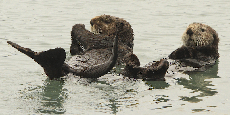 Due lontre di mare nella baia di Seward, in Alaska, il 21 maggio 2016 (La Presse - AP Photo/Dan Joling, File)