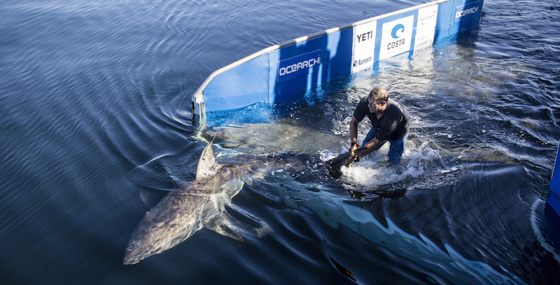 Uno squalo rimesso in libertà dopo essere stato catturato dai ricercatori di Ocearch per il loro programma di studio sulle migrazioni (Ocearch)