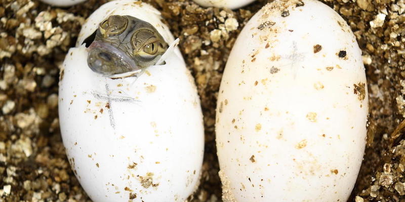 La nascita di un coccodrillo all'acquario di Losanna, Svizzera
(EPA/LAURENT GILLIERON/ansa)