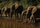 In Botswana sono morti centinaia di elefanti e non è chiaro perché