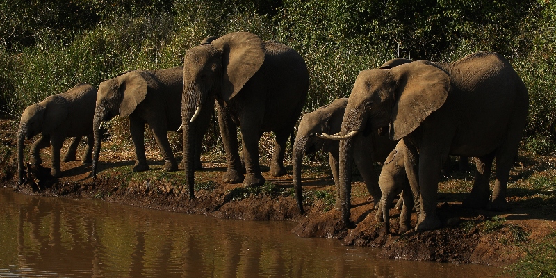 Un branco di elefanti beve da un fiume presso la riserva di caccia di Mashatu il 27 luglio 2010 a Mapungubwe, in Botswana (Cameron Spencer/Getty Images)