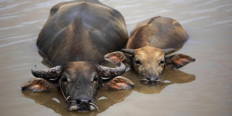 Due bufali d'acqua si rinfrescano in un canale nella provincia di Nam Dinh, in Vietnam
(EPA/LUONG THAI LINH / ANSA)