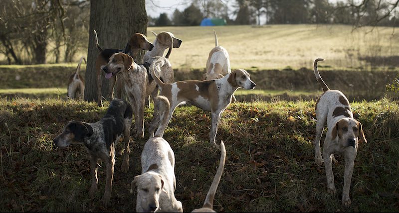 Alcuni cani, in questo caso specifico non intenti ad aiutare l'archeologia (Dan Kitwood/Getty Images)