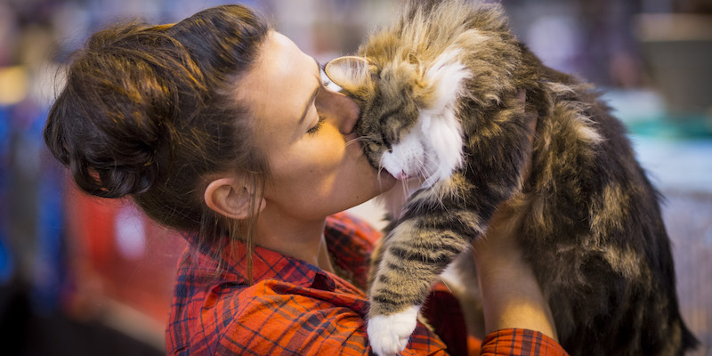 Sherman, un gatto delle foreste norvegesi, baciato dalla sua padrona prima di essere giudicato durante un concorso felino, a Birmingham, in Inghilterra, il 22 novembre 2014 (Rob Stothard/Getty Images)