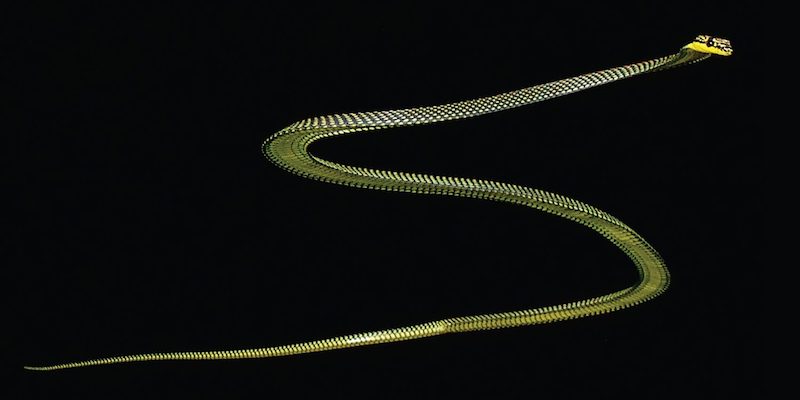 Un serpente volante a mezz'aria (Jake Socha/Virginia Tech Daily)