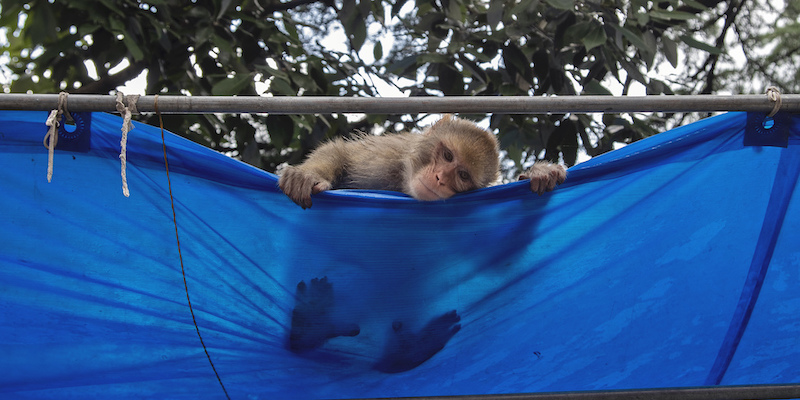Un macaco attaccato a un telone a Dharmsala, in India
(AP Photo/Ashwini Bhatia)