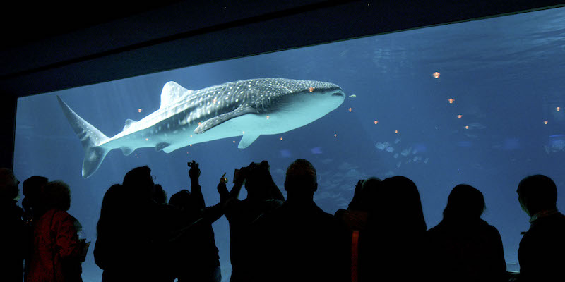 Uno squalo balena al Georgia Aquarium di Atlanta, nel 2005 (Barry Williams/Getty Images)