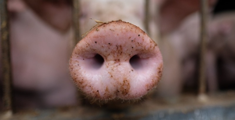 Un maiale in una stalla a Limbach-Oberfrohna, Germania
(Sebastian Willnow/dpa-Zentralbild/dpa/ansa)