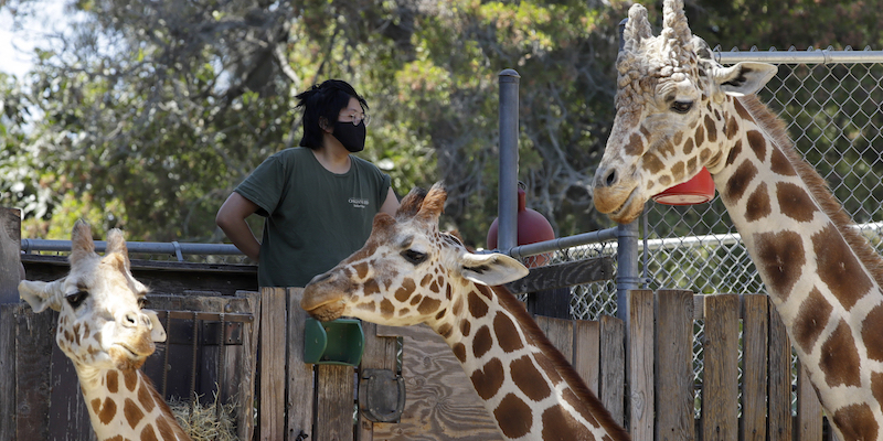Una dipendente dello zoo di Oakland, in California, nutre le giraffe, il 2 luglio 2020 (La Presse/AP Photo/Ben Margot)