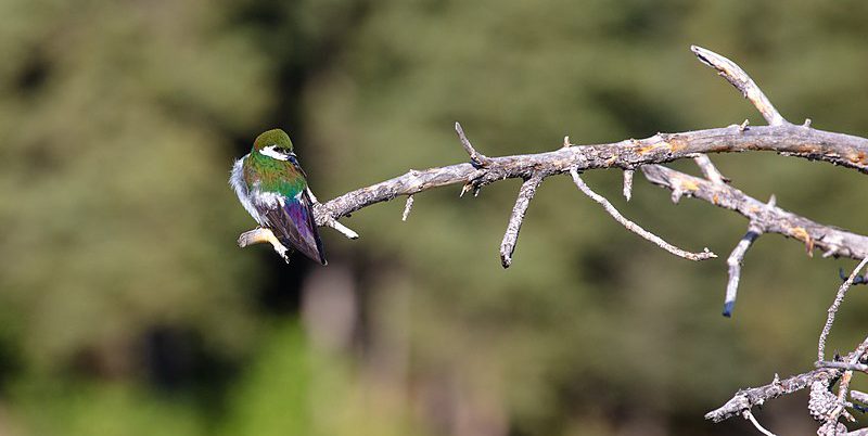 Una Tachycineta thalassina, chiamata rondine verdeviola. (NPS / Jacob W. Frank / Wikimedia)