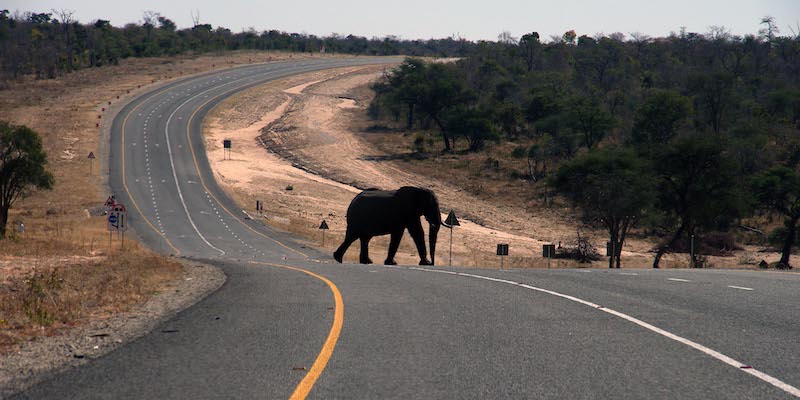 Ci Sono Due Teorie Sulle Misteriose Morti Di Massa Degli Elefanti Il Post