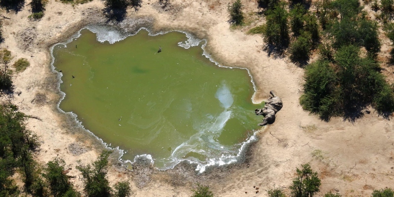 Un elefante morto vicino a una pozza d'acqua in Botswana, il 3 luglio 2020 (ANSA/EPA/STR)