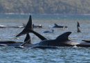 In Tasmania ci sono centinaia di cetacei arenati