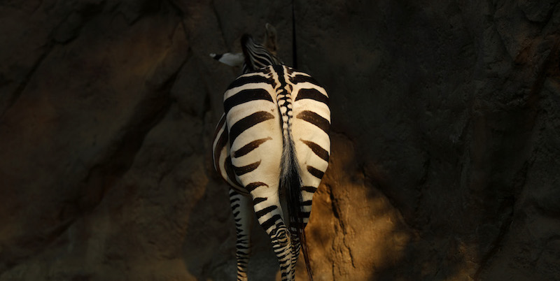 Una zebra nello zoo di San Diego, in California
(K.C. Alfred/ZUMA Wire / ANSA)