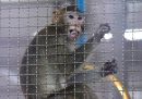 C'è carenza di scimmie per le ricerche sul coronavirus