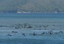 Centinaia di cetacei sono morti in Tasmania