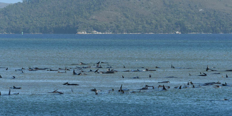 Macquarie Harbour, Tasmania, Australia, 21 settembre
(Brodie Weeding/Cover Images/ansa)