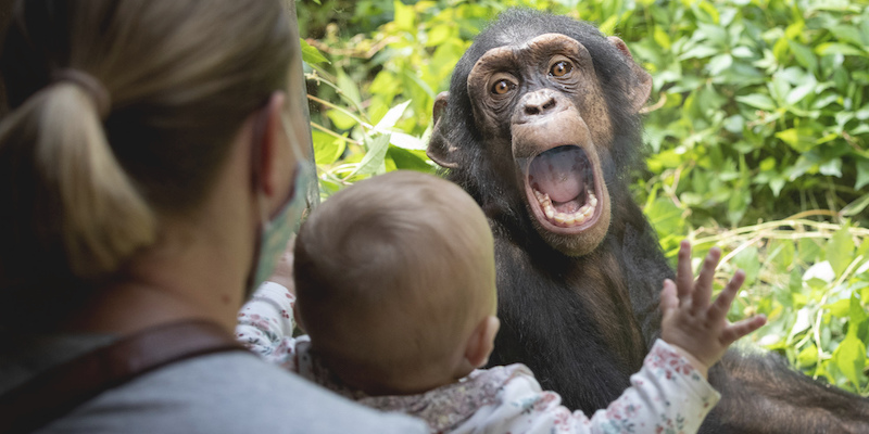 Uno scimpanzé allo zoo di Osnabrück, Germania
(Friso Gentsch/dpa via AP)