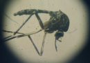 Chi ha avuto la dengue rischia meno col coronavirus?