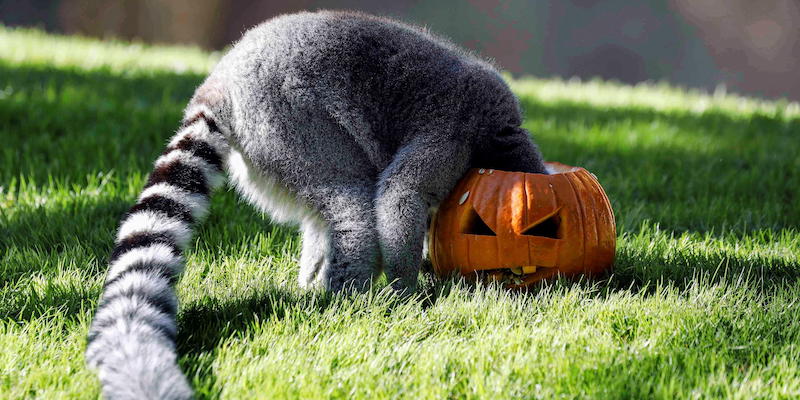 Un lemure con la coda ad anelli con la testa in una zucca di Halloween al Bioparc di Valencia, in Spagna (EPA/Ana Escobar)