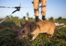 In Cambogia si usano i ratti per trovare le mine