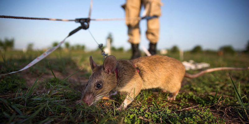 In Cambogia si usano i ratti per trovare le mine