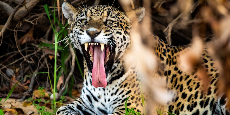 Un giaguaro nella regione del Pantanal, Poconé, Brasile
(Buda Mendes/Getty Images)