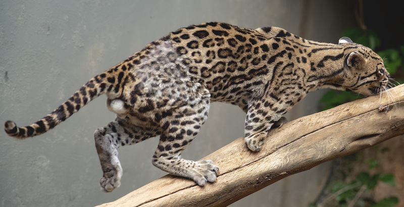 Un ocelotto (o gattopardo) con un arto amputato dopo esser stato investito da un'auto, nella sua gabbia nella sede dell'ONG Mata Ciliar a Jundiaí, Brasile
(AP Photo/Andre Penner)