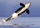 Perché le orche attaccano le barche nell'Atlantico