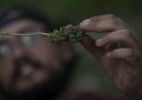 Il Messico sta per legalizzare la marijuana, con qualche polemica