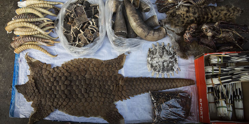 Una pelle di pangolino e altre parti di animali selvatici commerciate in modo illegale esposti a Mong La, in Myanmar, il 17 febbraio 2016 (Taylor Weidman/Getty Images)