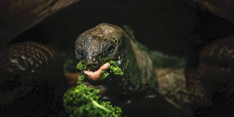 Una tartaruga mangia allo zoo di Praga, Repubblica Ceca
(Gabriel Kuchta/Getty Images)