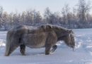 Gli animali possono rallentare lo scioglimento del permafrost?
