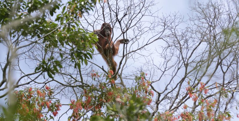 Un orango durante un'operazione di soccorso dopo che gli incendi avevano distrutto diversi ettari di foresta in un'area del Central Kalimantan, nel Borneo, in Indonesia. 7 gennaio 2016. (AP Photo/ Dita Alangkara, File)