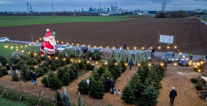 Un vivaio che vende alberi di Natale poco fuori Francoforte, in Germania. (AP Photo/ Michael Probst)